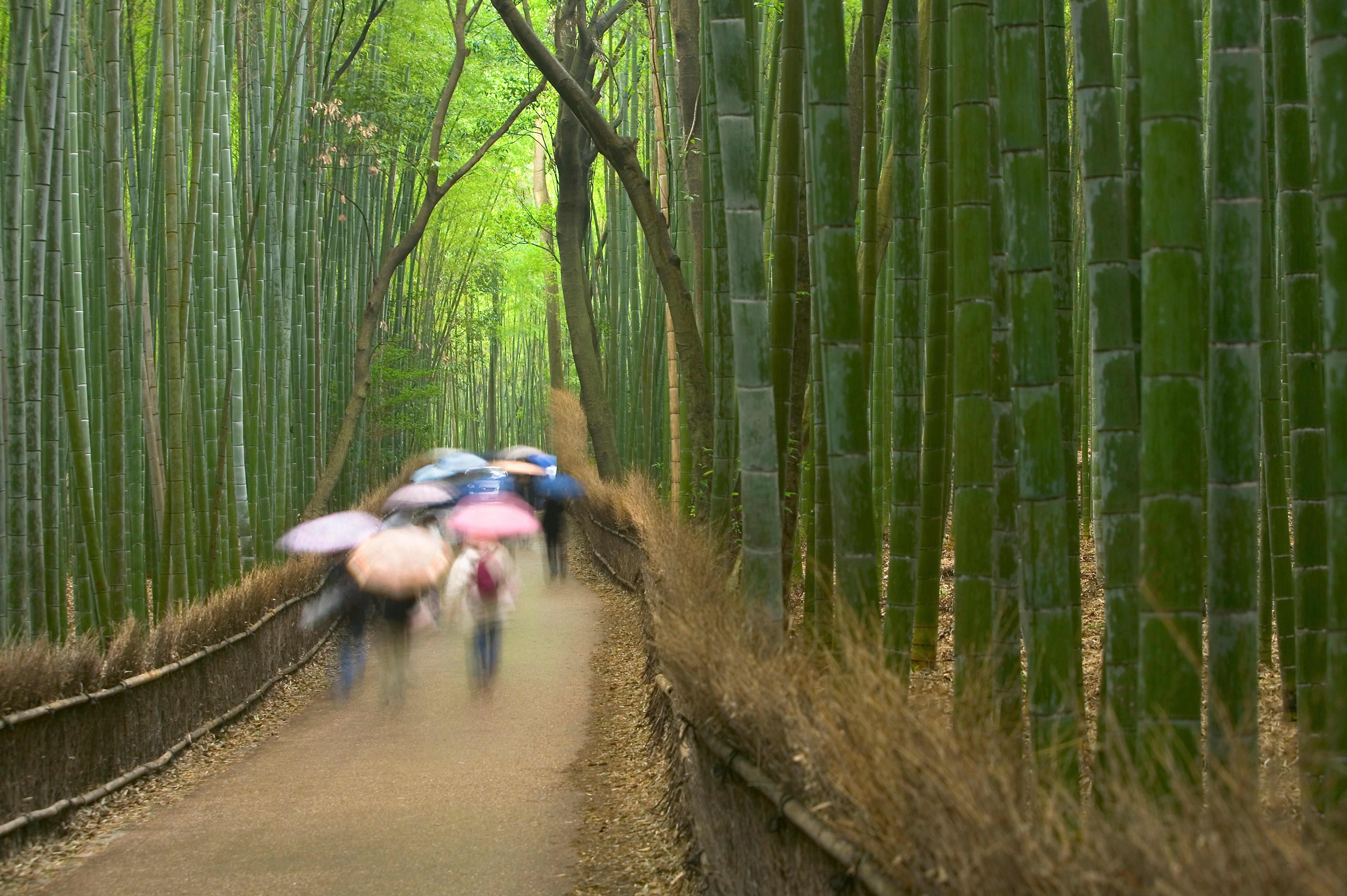Towering bamboo stalks in Arashiyama grove with soft morning light filtering through
