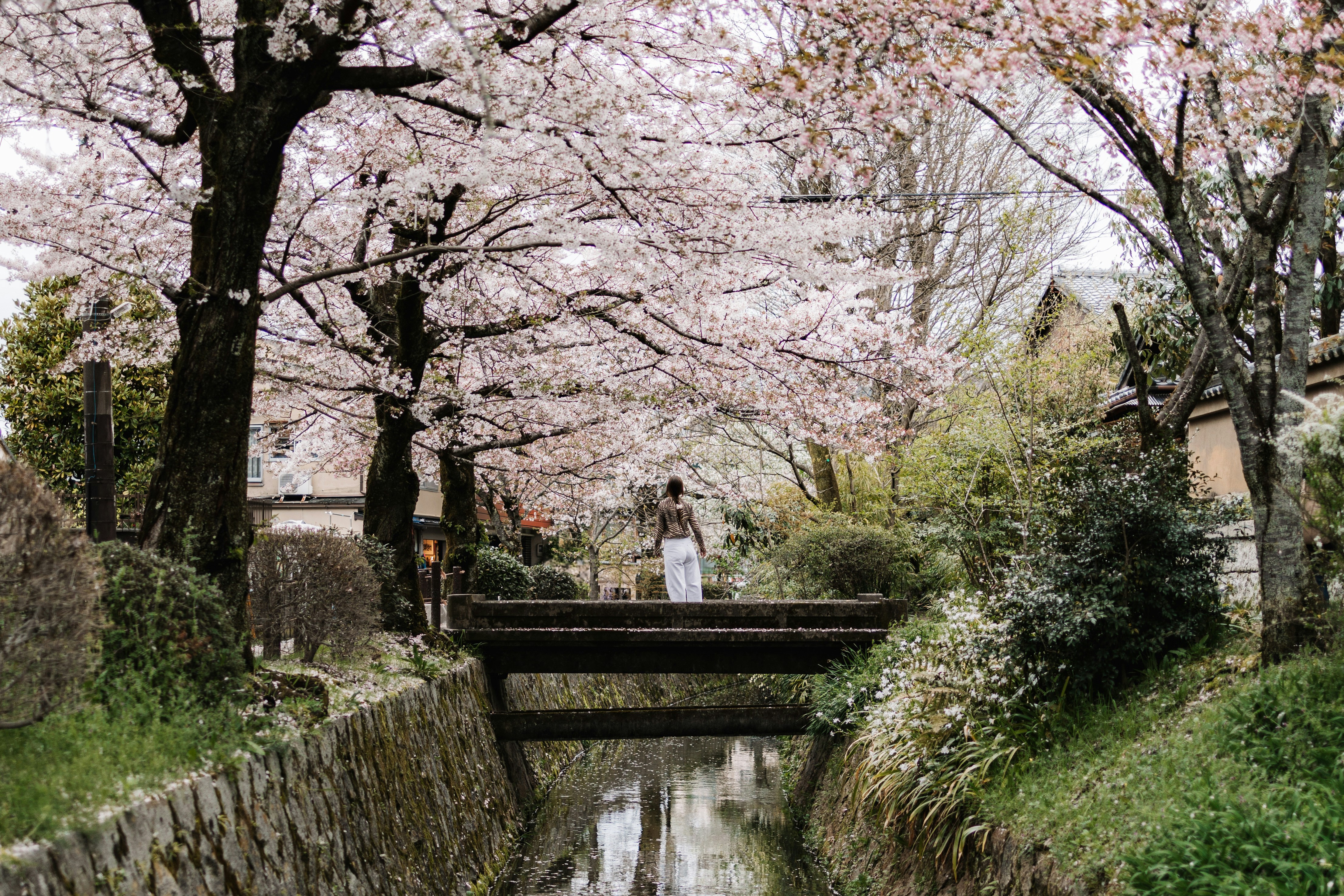 Quiet bamboo-lined path in Kyoto